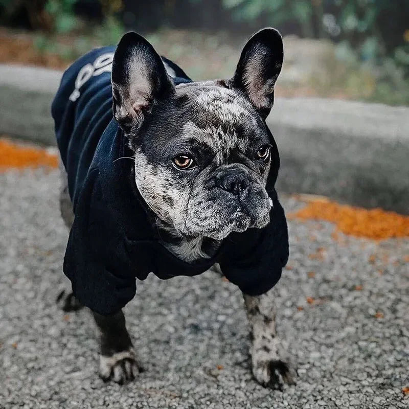 🧥 Cozy Hoodies for Large Dogs – Perfect for Autumn and Winter!